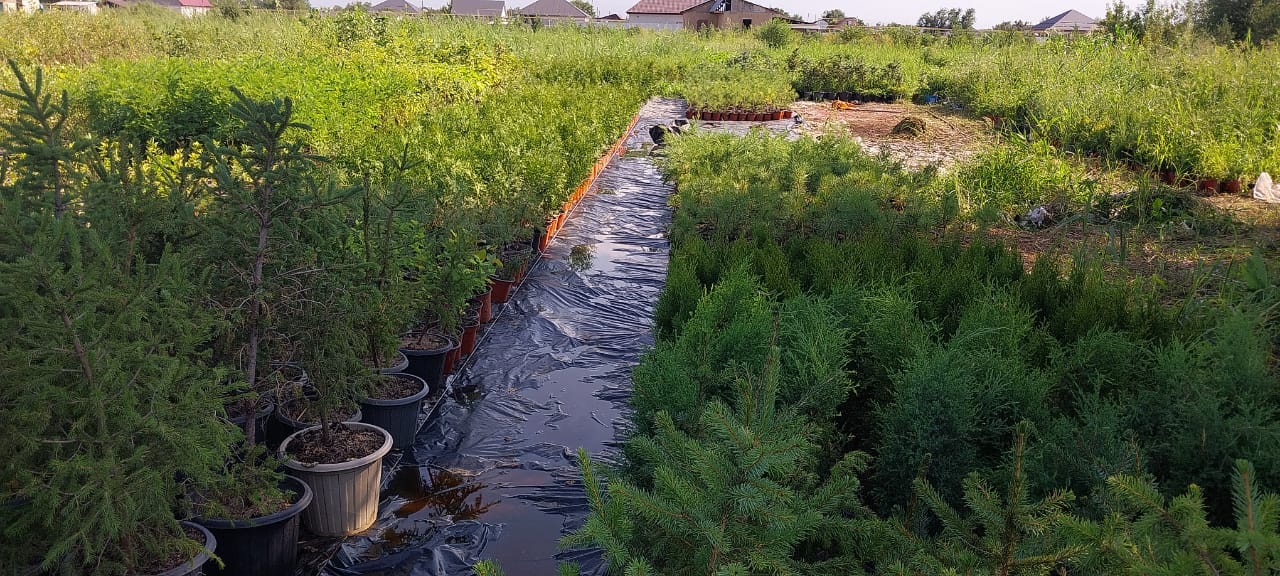 На питомнике