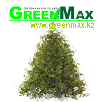 Питомник растений GreenMax