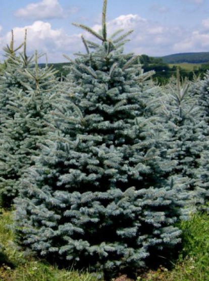 glauca-misty-blue.jpg