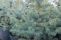glauca-misty-blue2.jpg