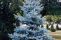 glauca-misty-blue3.jpg