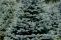 glauca-misty-blue.jpg