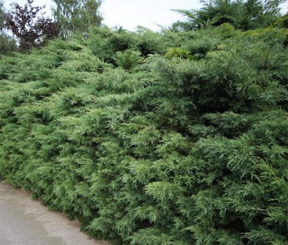 juniperus-hetz_5.jpg