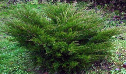 juniperus-mint_julep_1.jpg