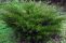 juniperus-mint_julep_1.jpg