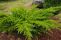 juniperus-mint_julep_2.jpg