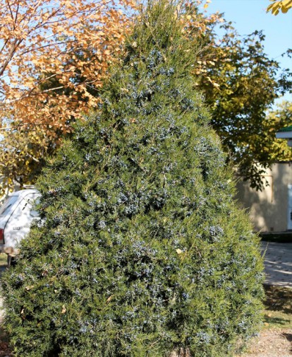juniperus_virginiana_2.jpg