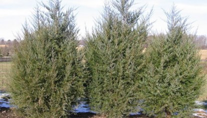 juniperus_virginiana_3.jpg