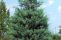 juniperus_virginiana_4.jpg