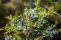 juniperus_virginiana_6.jpg