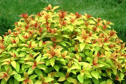 spiraea_japonica_green_and_gold_1.jpg