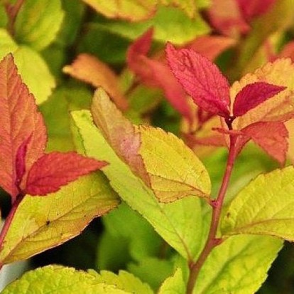 spiraea_japonica_green_and_gold_4.jpg