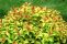 spiraea_japonica_green_and_gold_1.jpg