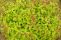 spiraea_japonica_green_and_gold_2.jpg