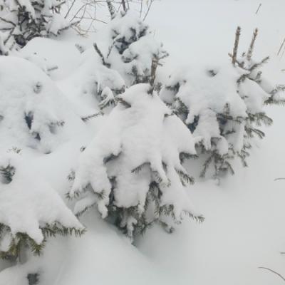 Саженцы елей под снегом