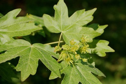 acer_campestre-1.jpg