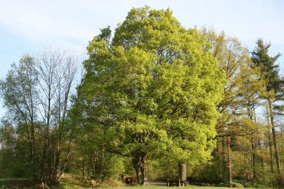 acer_campestre-2.jpg