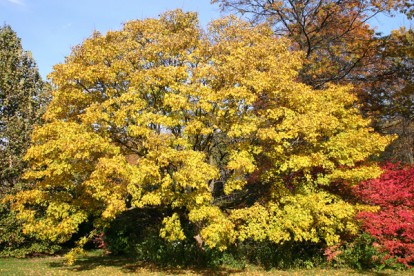 acer_campestre-3.jpg