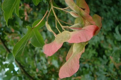 acer_campestre-4.jpg
