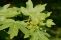 acer_campestre-1.jpg