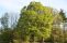 acer_campestre-2.jpg