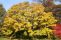 acer_campestre-3.jpg