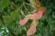 acer_campestre-4.jpg