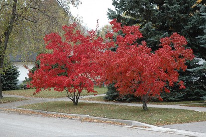 acer_ginnala_2.jpg