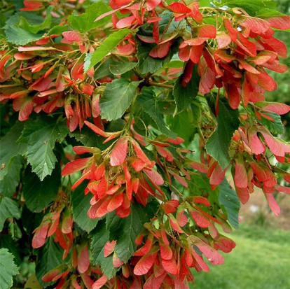 acer_ginnala_6.jpg