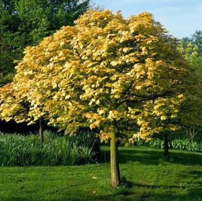 acer_pseudoplatanus_1.jpg