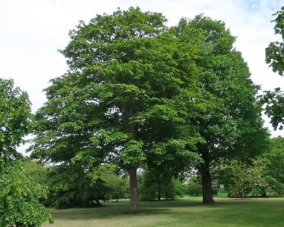 acer_pseudoplatanus_2.jpg