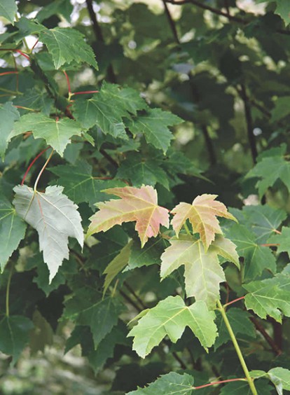 acer_pseudoplatanus_3.jpg