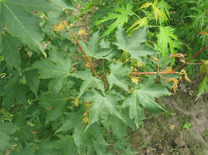acer_pseudoplatanus_5.jpg