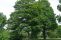 acer_pseudoplatanus_2.jpg