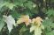 acer_pseudoplatanus_3.jpg