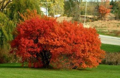 acer_tatar_3.jpg