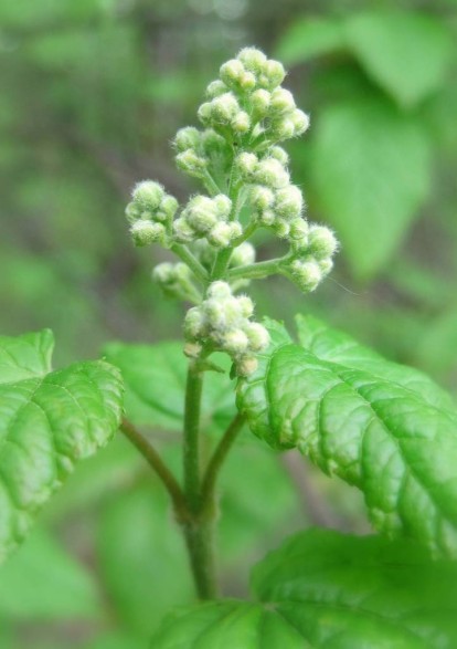acer_tatar_4.jpg