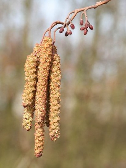 alnus_glutinosa_6.jpg