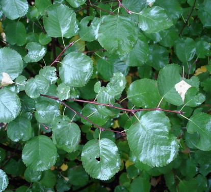 amelanchier_alnifolia_2.jpg