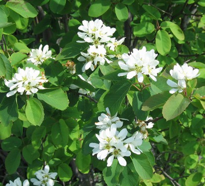 amelanchier_alnifolia_3.jpg