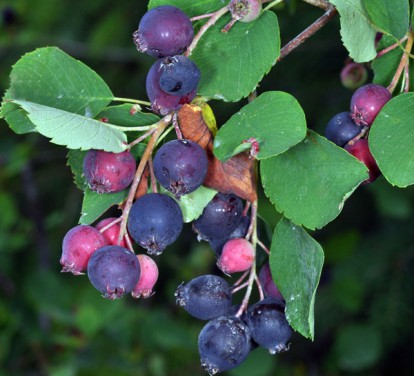 amelanchier_alnifolia_4.jpg