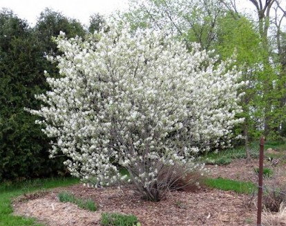 amelanchier_alnifolia_5.jpg