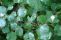 amelanchier_alnifolia_2.jpg