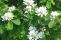 amelanchier_alnifolia_3.jpg