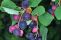amelanchier_alnifolia_4.jpg