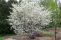 amelanchier_alnifolia_5.jpg