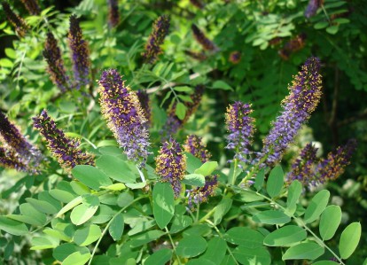 1274102313_a1.jpg