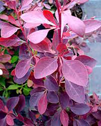 auricoma_2.jpg