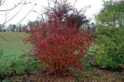 auricoma_4.jpg