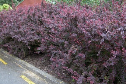 berberis-ottawensis-2.jpg
